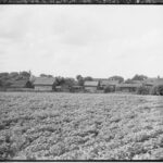 Drissa. General view from the northeast - b&w