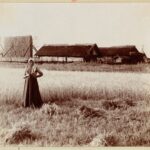 At harvest. Near the village of Bychi