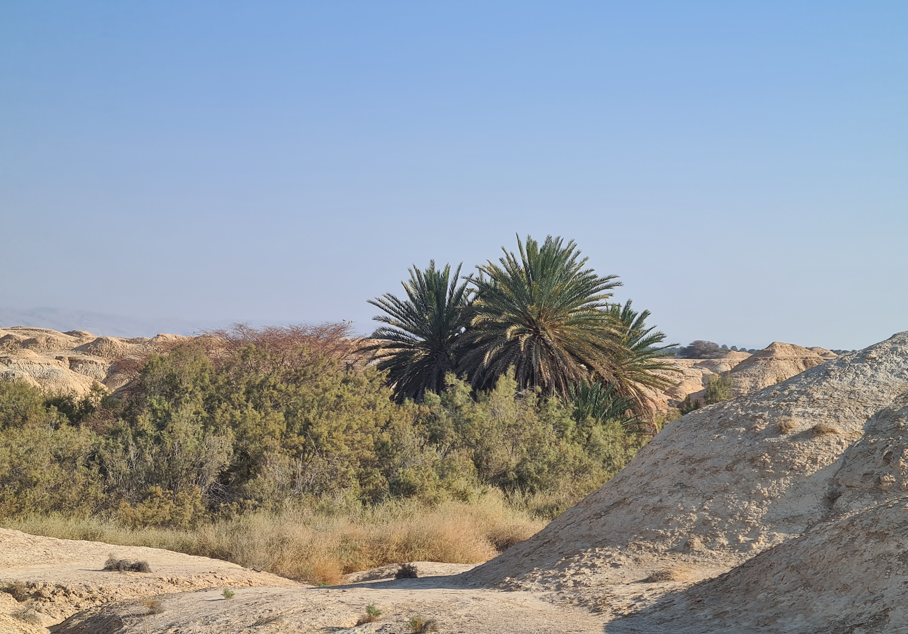 תמרי המעיינות בערבה