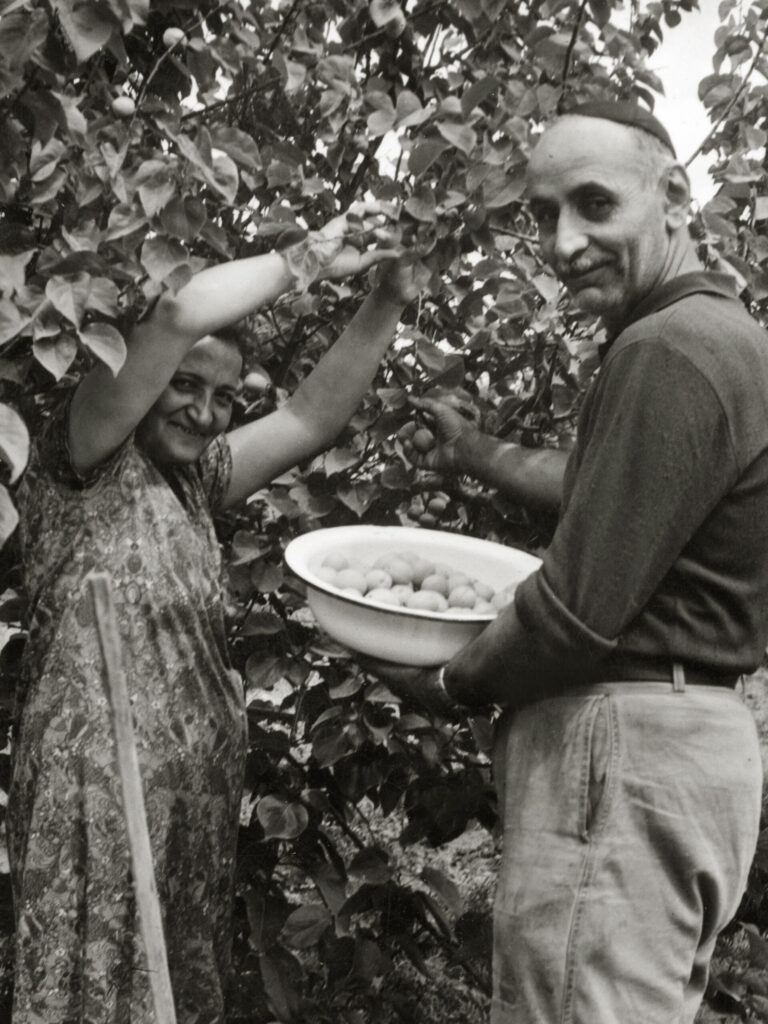 סולטנה ויחיא שמחי