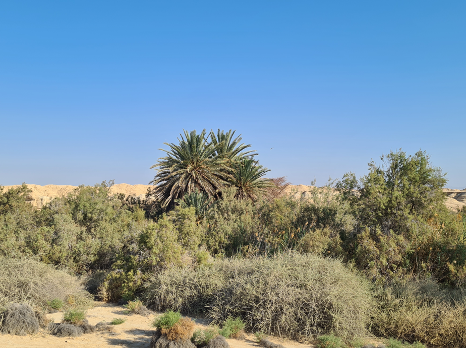 תמרי המעיינות בערבה